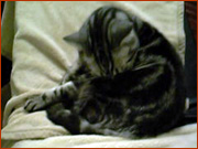 �y�b�g�͎q���Ɠ���