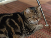 �y�b�g�͎q���Ɠ���